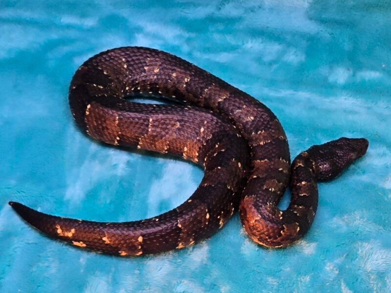 US CBB Female Viper Boa