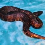 US CBB Female Viper Boa - 13