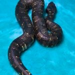 US CBB Female Viper Boa - 12