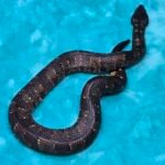 US CBB Female Viper Boa - 10