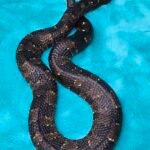 US CBB Female Viper Boa - 4