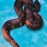 US CBB Female Viper Boa - 5