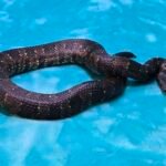 US CBB Female Viper Boa - 3