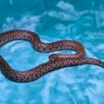 2024 Granite Mex Mex - 13