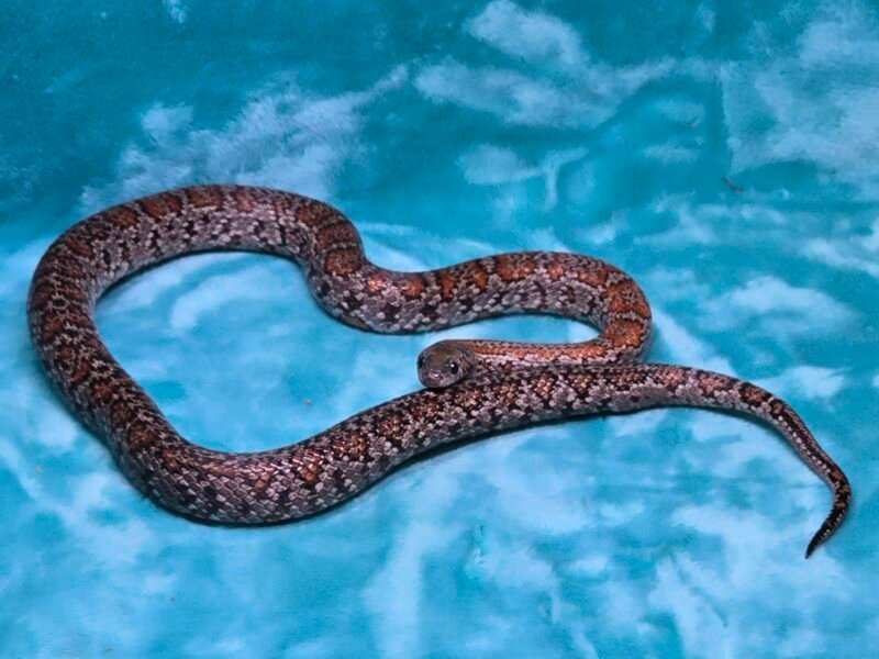 2024 Granite Mex Mex