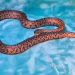 2024 Granite Mex Mex - 11