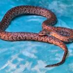 2024 Granite Mex Mex - 14