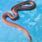 2024 Granite Mex Mex - 12