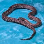 2024 Granite Mex Mex - 6