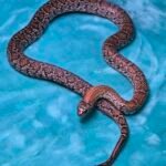 2024 Granite Mex Mex - 7