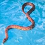 2024 Granite Mex Mex - 2