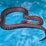 2024 Granite Mex Mex - 16