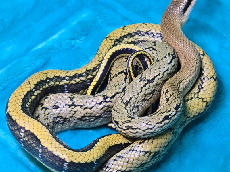 CBB Chinese Beauty Snake Female