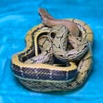 CBB Chinese Beauty Snake Female - 12