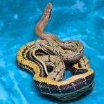 CBB Chinese Beauty Snake Female - 10