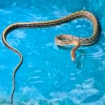 CBB Chinese Beauty Snake Female - 8