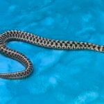 Het Albino Checkered Garter Snake - 6