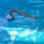 Het Albino Checkered Garter Snake - 2