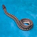 Het Albino Checkered Garter Snake - 10