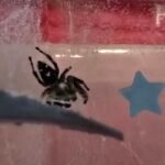 Male Jumping Spider With Enclosure - 5