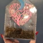 Male Jumping Spider With Enclosure - 4