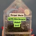 Male Jumping Spider With Enclosure - 3