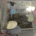 Male Jumping Spider With Enclosure - 16