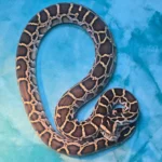 Burmese Python Female Het? - 1