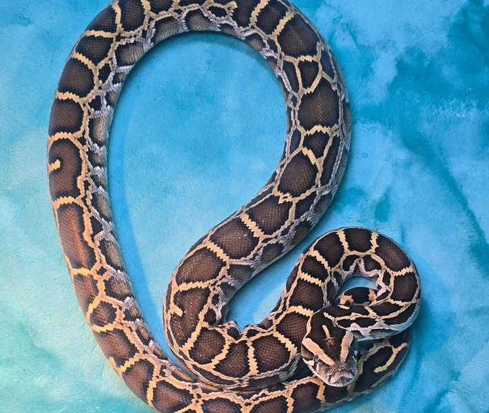 Burmese Python Female Het?