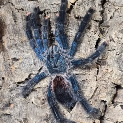 CBB Pink Toe (Avicularia)