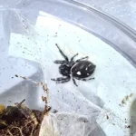 Female Jumping Spider - 1