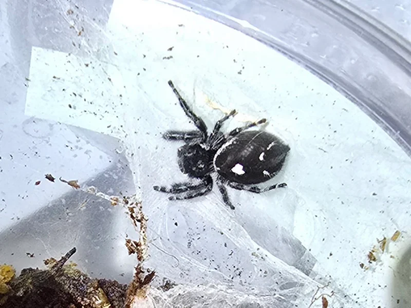 Female Jumping Spider