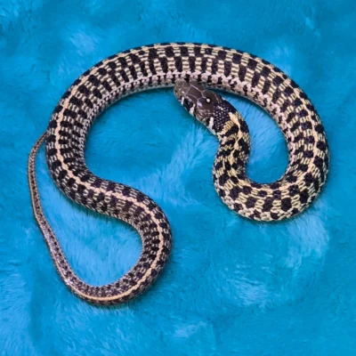 Het Albino Checkered Garter Snake