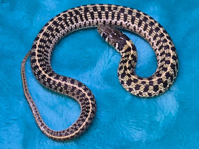 Het Albino Checkered Garter Snake