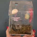 Male Jumping Spider With Enclosure - 1