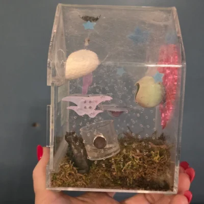 Male Jumping Spider With Enclosure