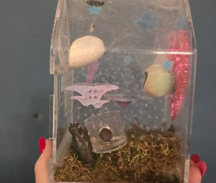 Male Jumping Spider With Enclosure