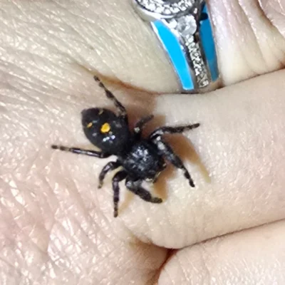 Orange Phase Jumping Spider