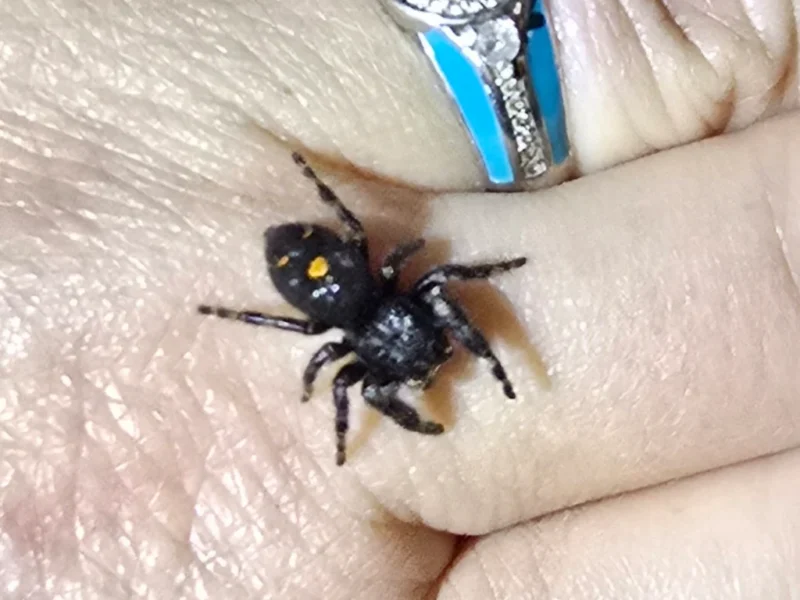 Orange Phase Jumping Spider