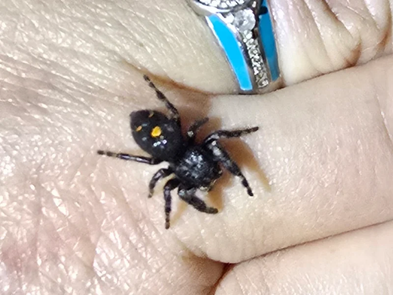 Orange Phase Jumping Spider