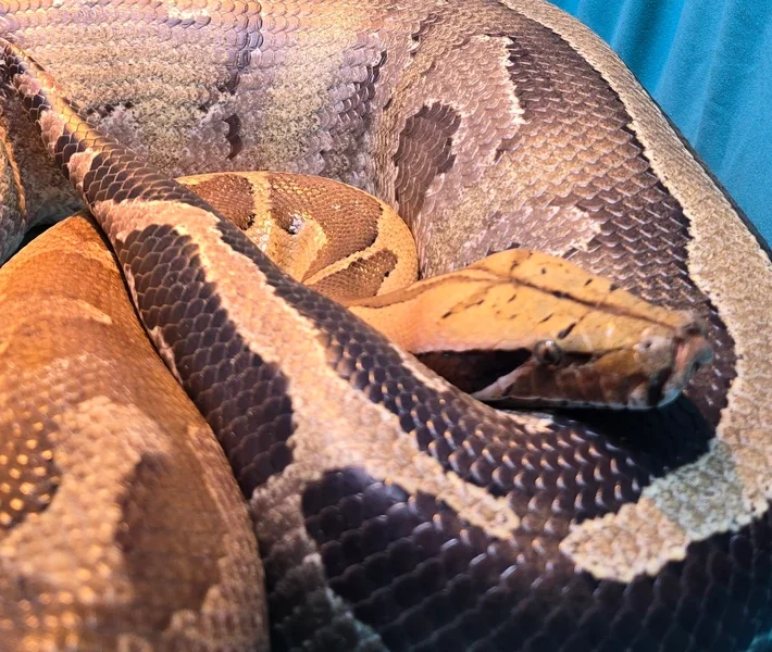 Sumatran Orange Head