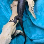 Tame Socialized Black Dragon - 1