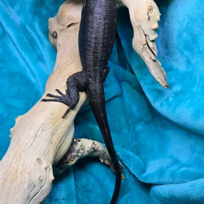 Tame Socialized Black Dragon