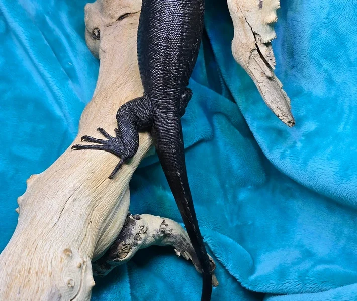 Tame Socialized Black Dragon