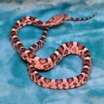 Ultra Het Amelanistic - 1