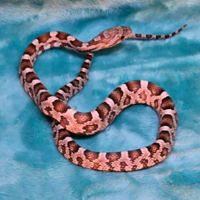 Ultra Het Amelanistic