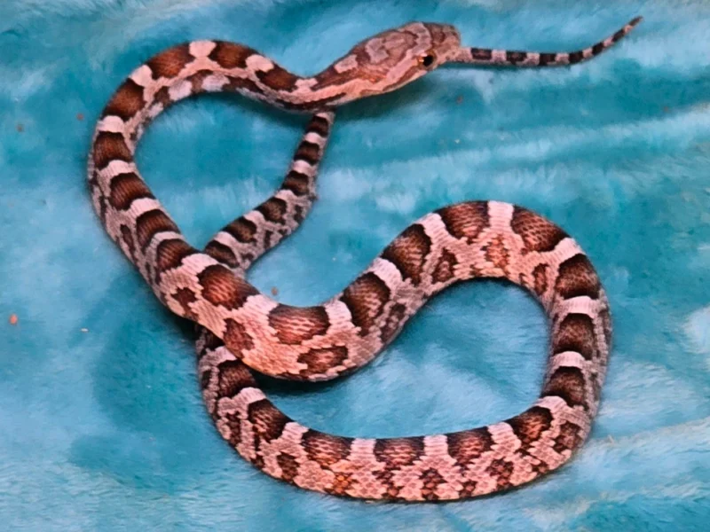 Ultra Het Amelanistic